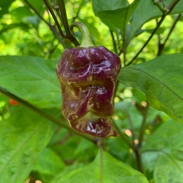 Trinidad Chocolate Scorpion - Seeds - The Pepper Pantry (Formerly Marie Sharp's)